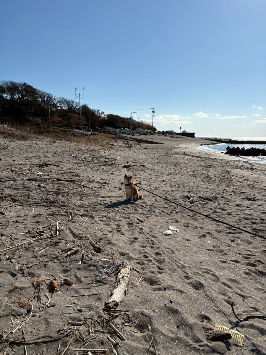 こんなところでも拒否柴😂
海楽しかったよねえ😂
飼い主たちも帰りたくないよ😂