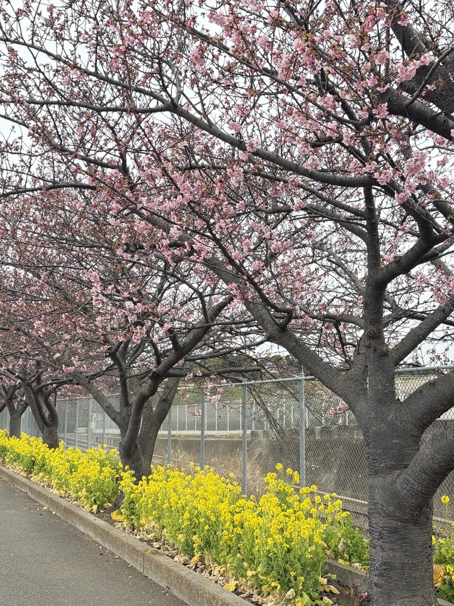 mori777's tweet photo. 三浦の河津桜祭り。木によって咲き具合に差があるが、小松ヶ池公園の周囲は、だいぶ進んでいる感じ。
去年より2週間早く見に行ったが、その時よりも咲いてるかな。
今日は寒かった。 https://t.co/WjmrZZ3p39