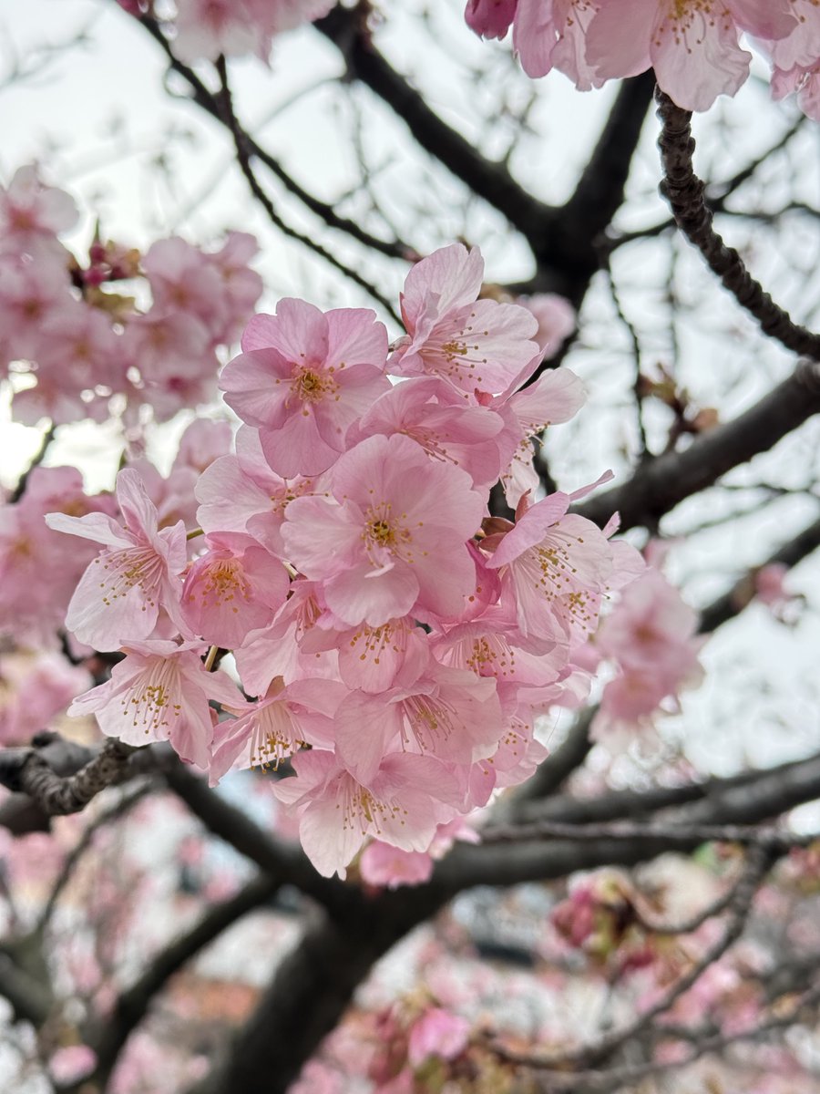 mori777's tweet photo. 三浦の河津桜祭り。木によって咲き具合に差があるが、小松ヶ池公園の周囲は、だいぶ進んでいる感じ。
去年より2週間早く見に行ったが、その時よりも咲いてるかな。
今日は寒かった。 https://t.co/WjmrZZ3p39