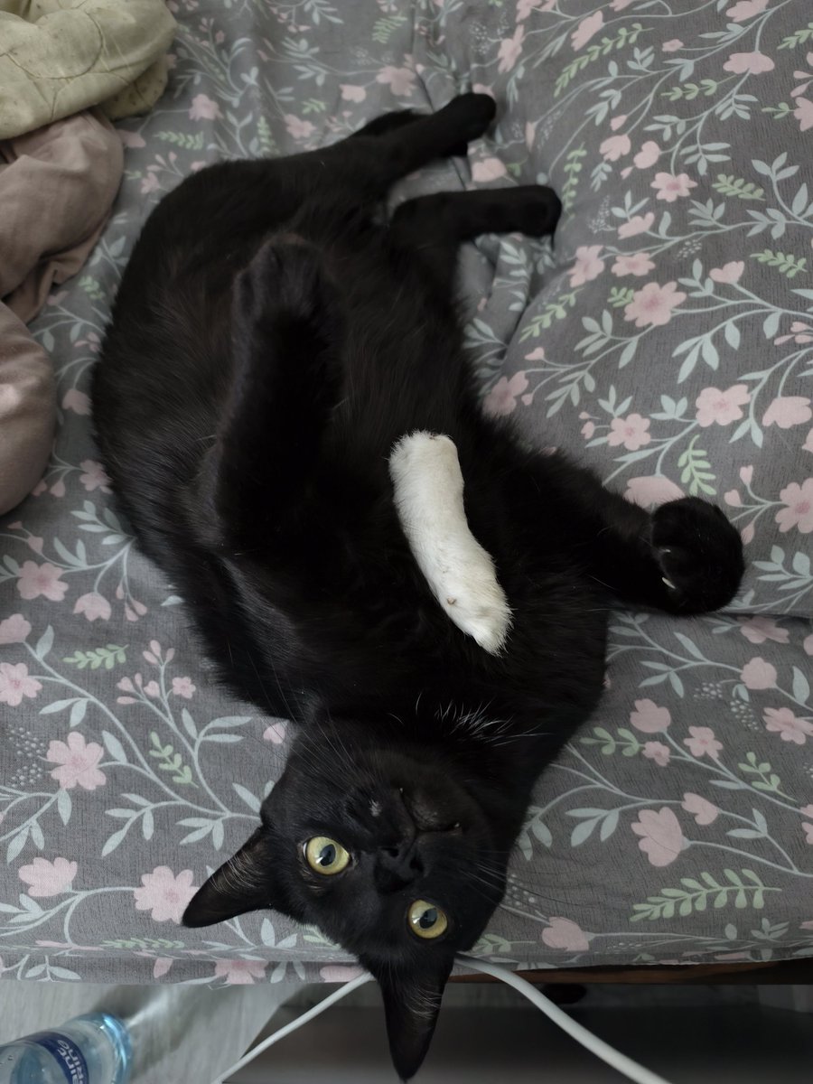 мандарин Шрёдингера tweet media