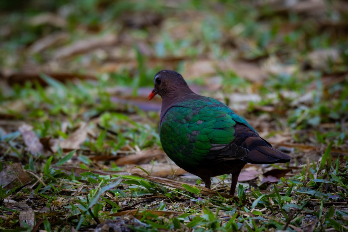 キンバト
📷：Canon Eos R7
lens：Sigma 150-600mm DG OS HSM Sports

Date：2026.02.07
#野鳥観察 #野鳥撮影 #カワセミ

キンバトは可愛いです💚