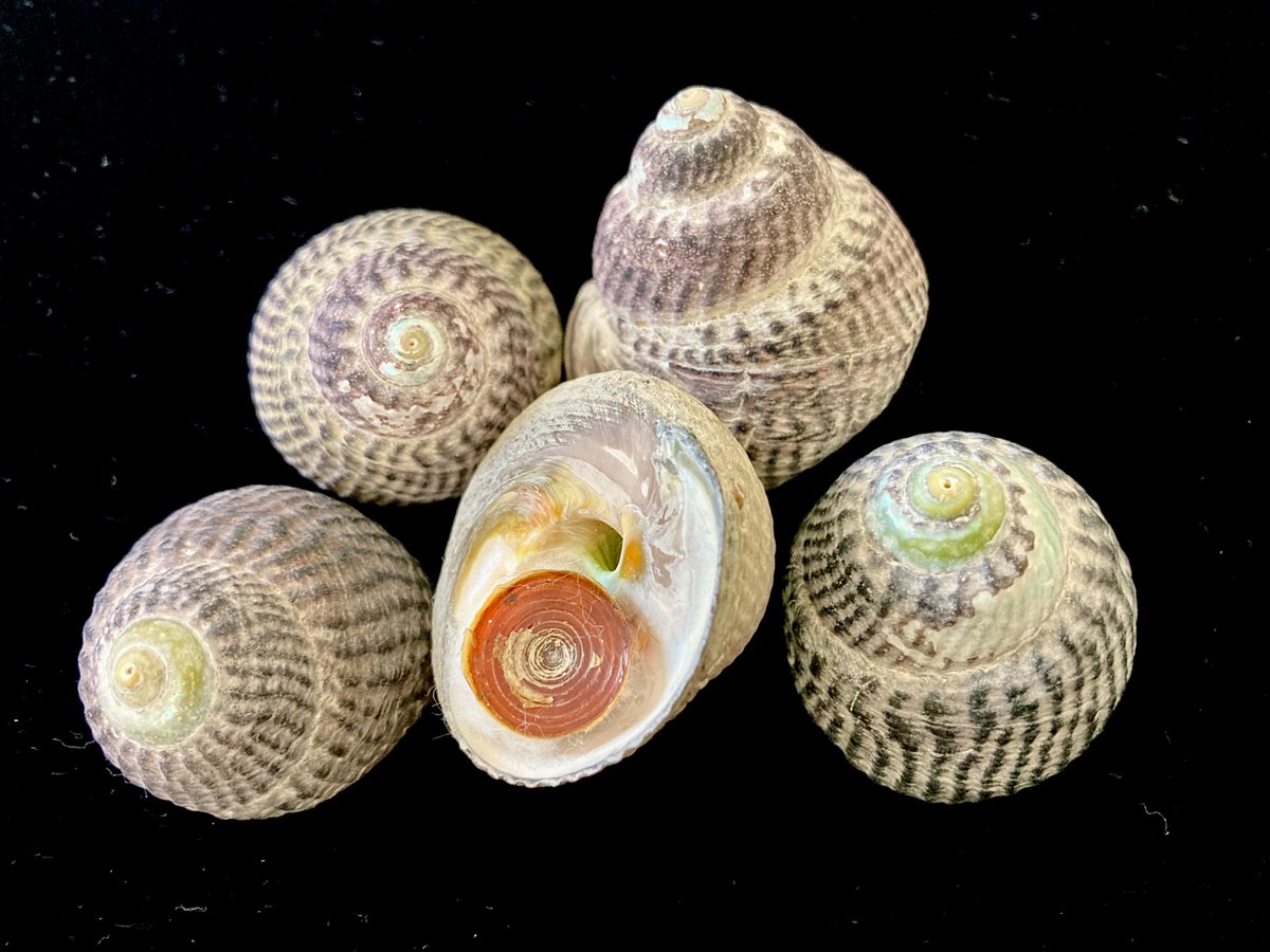 貝殻日和 (@uvYHeMSrf1DLWwf) / Posts / X