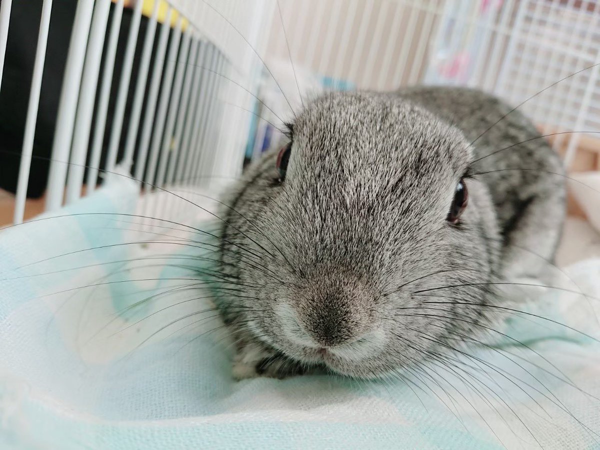 まんたみたいだなって思ってる
ごまちゃんなので ごまんた