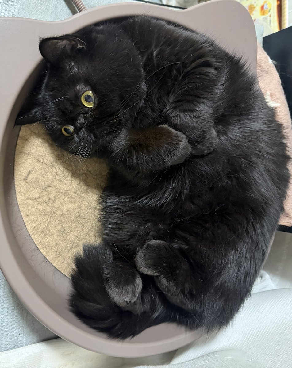 しぃちゃん (@shi_chan347) / Posts / X