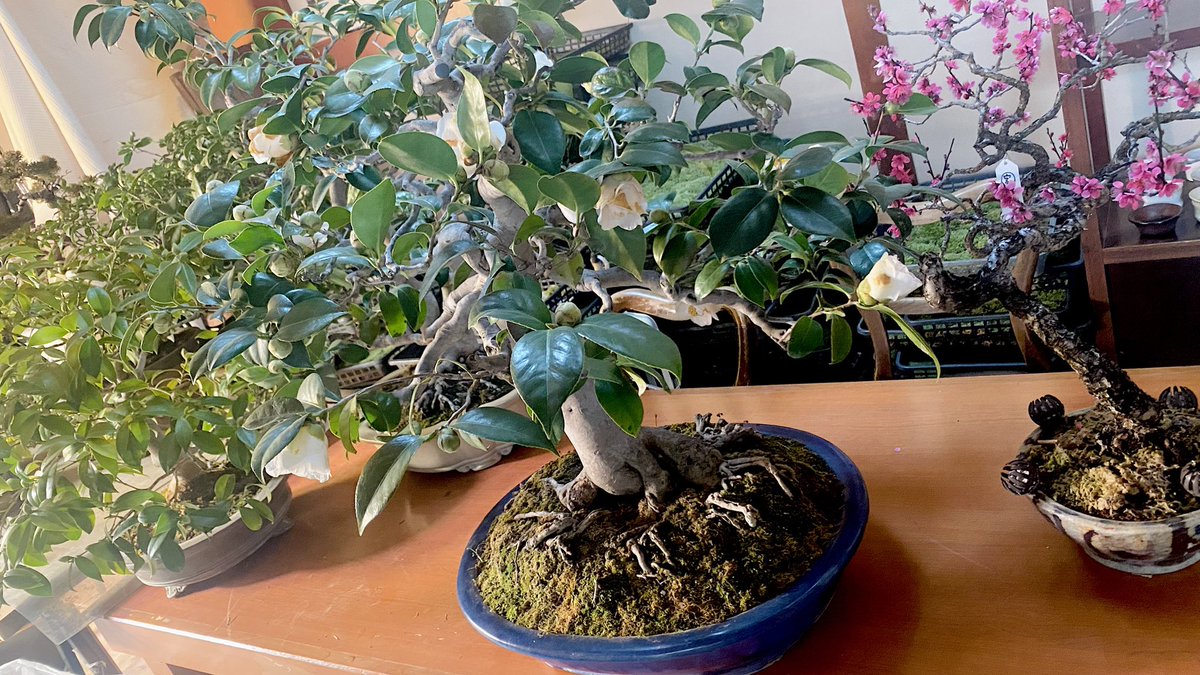 盆栽清香園 彩花盆栽教室 (@bonsaiseikouen) / Posts / X