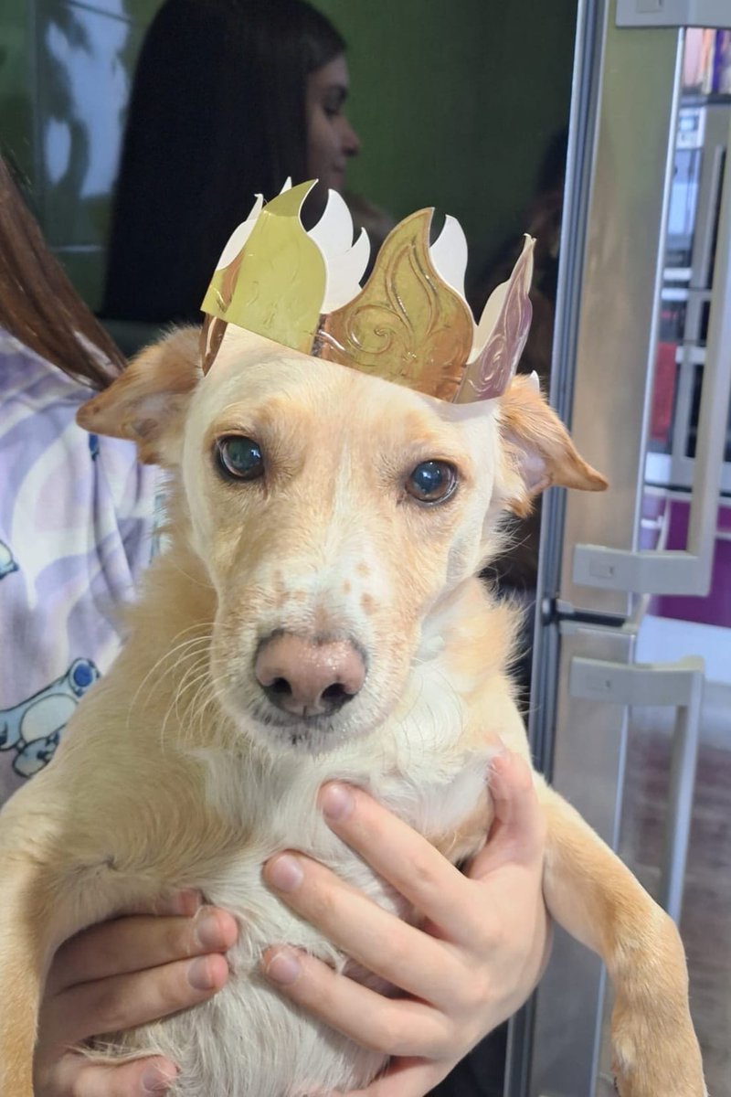 El Refugio de Brown tweet media