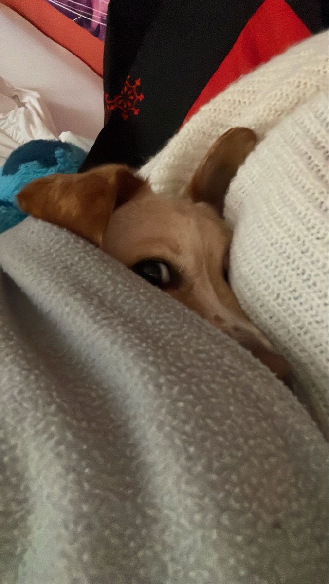 El Refugio de Brown tweet media