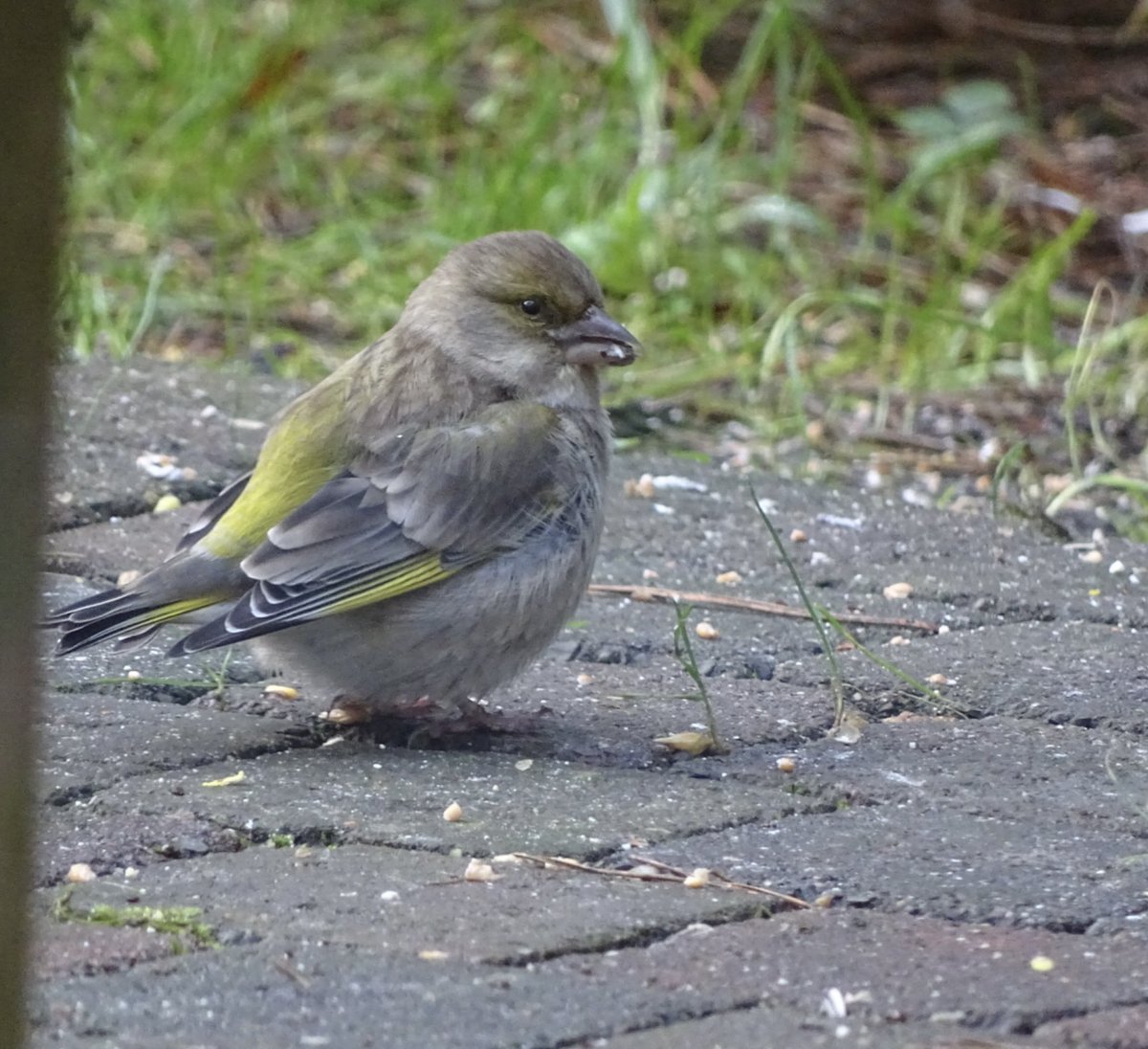 MarjolijnP's tweet photo. #februarivogelmaand #Groenling WilmaBlueSky https://t.co/LmgujHXu2U