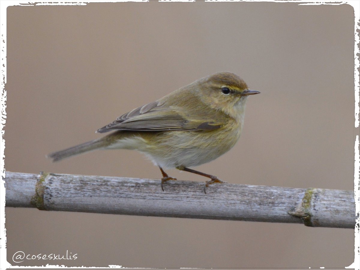Cosesxulis🤗🐾🌳🍅🎨💛 tweet media