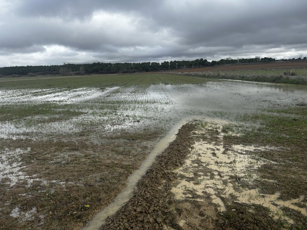 ismamanqui's tweet photo. @agropopular Buenos días desde Manquillos(Palencia),pues como todos los años debido a la incompetencia de la CHD, viene más agua por fuera del Río y de los arroyos que por dentro ocasionando muchas perdidas! #AgropopularBorrascas Manuel de falla https://t.co/dcAaF5wt2j