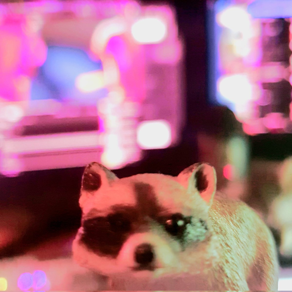 Morgy 🦝Raccoon tweet media