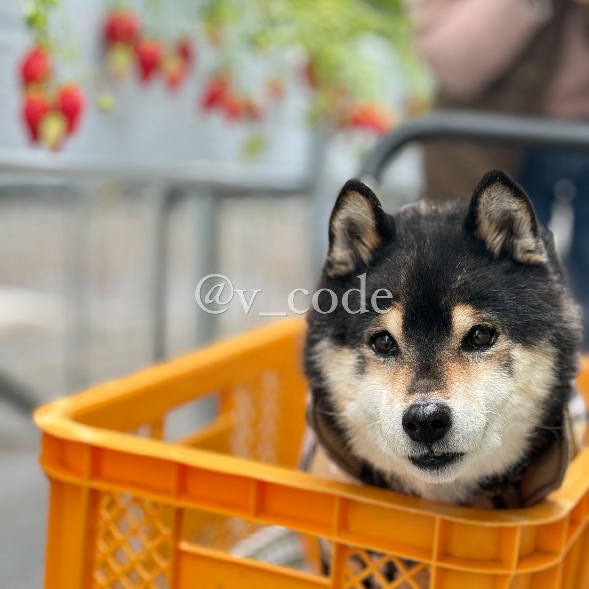 v_code_02's tweet image. いちご狩りー