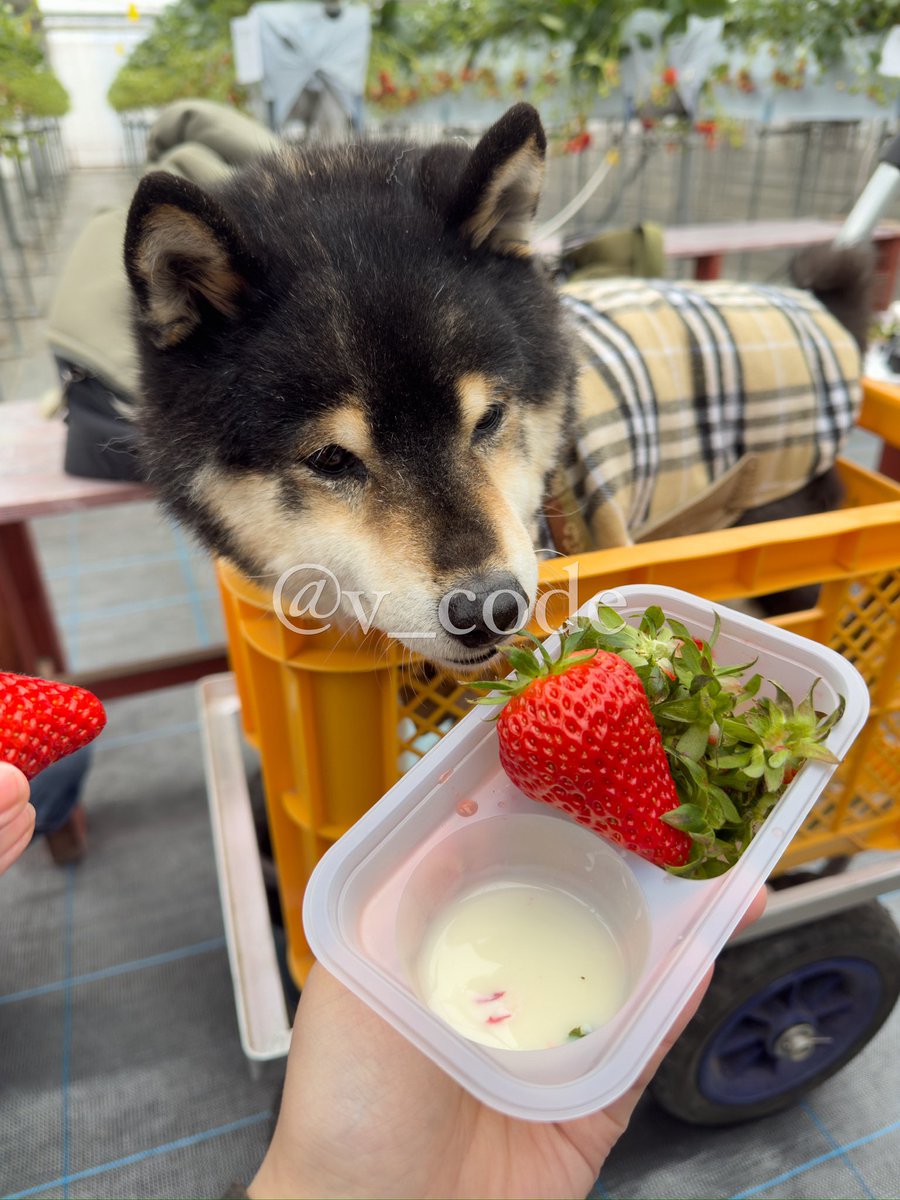 v_code_02's tweet image. いちご狩りー