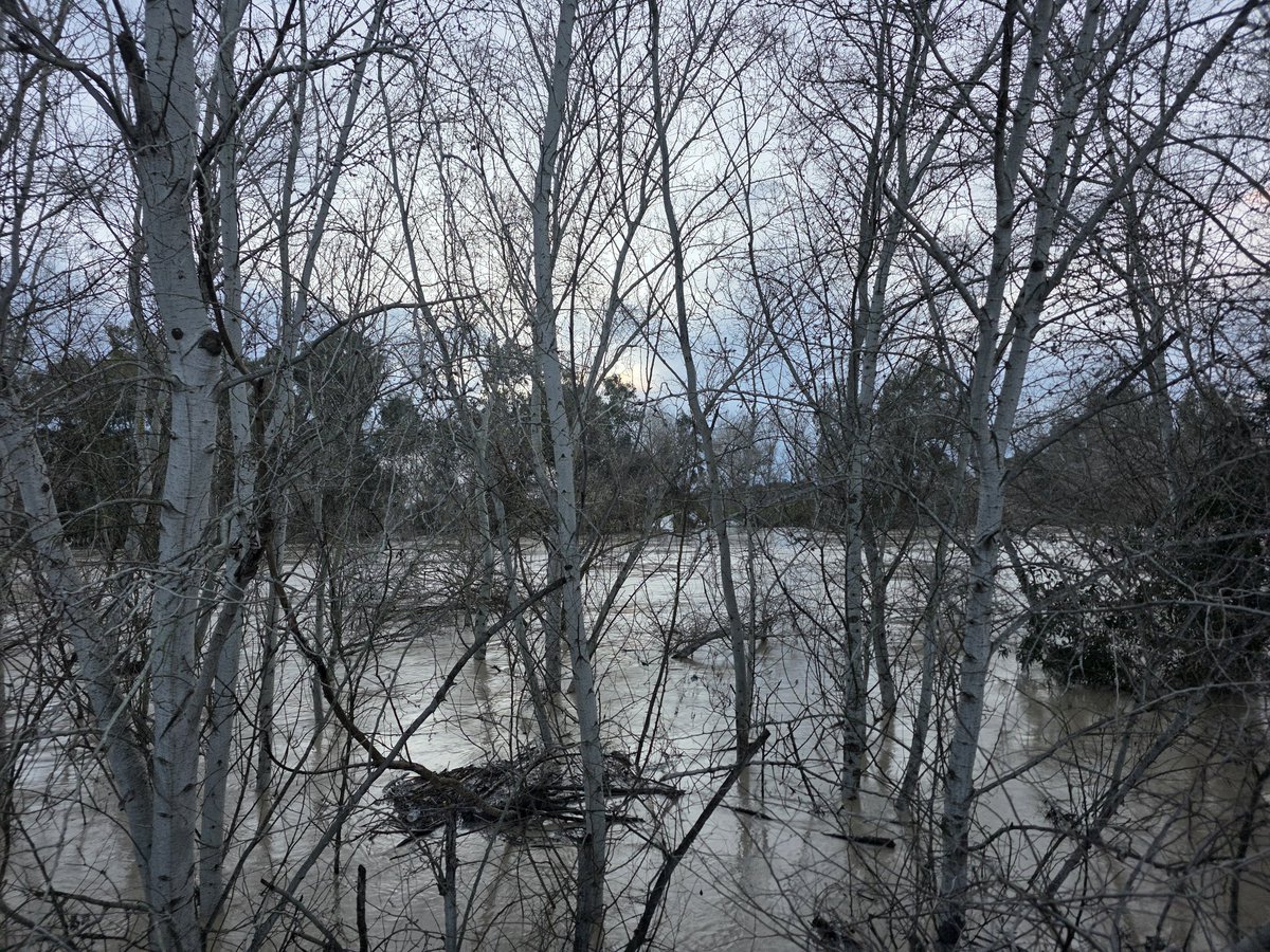 PEDROLRM's tweet photo. @agropopular Buenos y lluviosos días desde Alcolea del Río (Sevilla) con una temperatura de 7° C y una máxima prevista de 14° C, la respuesta a la pregunta formulada en el concurso de hoy es "MANUEL DE FALLA" buen fin de semana para todos los Agropopuleros y familias. #AgropopularBorrascas https://t.co/CwaAO0lpO9