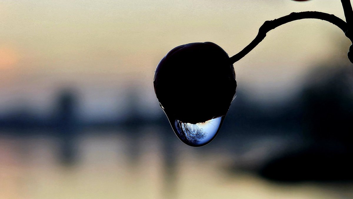 Motormiss's tweet image. Wat een heerlijke start van de dag. Met een grote boom in een kleine druppel en pastelkleuren aan de horizon waar de zon goud van maakte zodra ze boven kwam 👀📸
#Andel #Altena #afgedamdemaas #zonsopgang