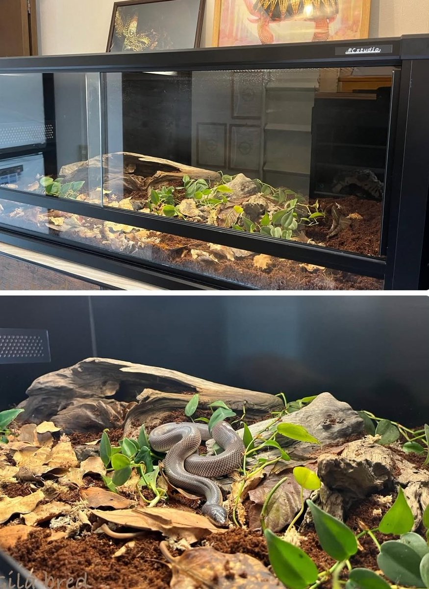 Rc studio ｱｰﾙｼｰｽﾀｼﾞｵ 爬虫類ｹｰｼﾞﾒｰｶｰ tweet media