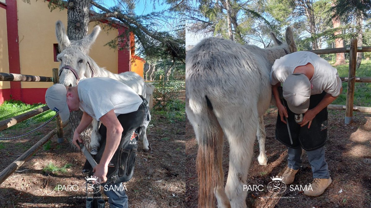 ParcSama's tweet photo. 🦚 #BenestarAnimal al #ParcSamà 🦌
La importància d'una bona retallada de cascos!
Avui hem fet una feina per al benestar dels #Rucs 🐴 del Refugi del Parc Samà.
Objectiu: garantir animals sans, tranquils i en equilibri amb el vostre entorn 💚🌿
#Cambrils #Tarragona #Fauna https://t.co/PHzoxm2RHw