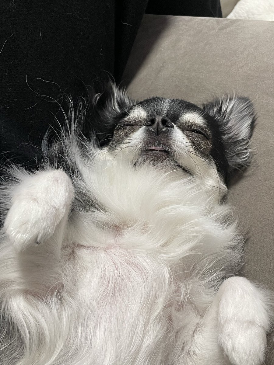 oreo_late's tweet photo. 👅💤 https://t.co/giftxdSnqT