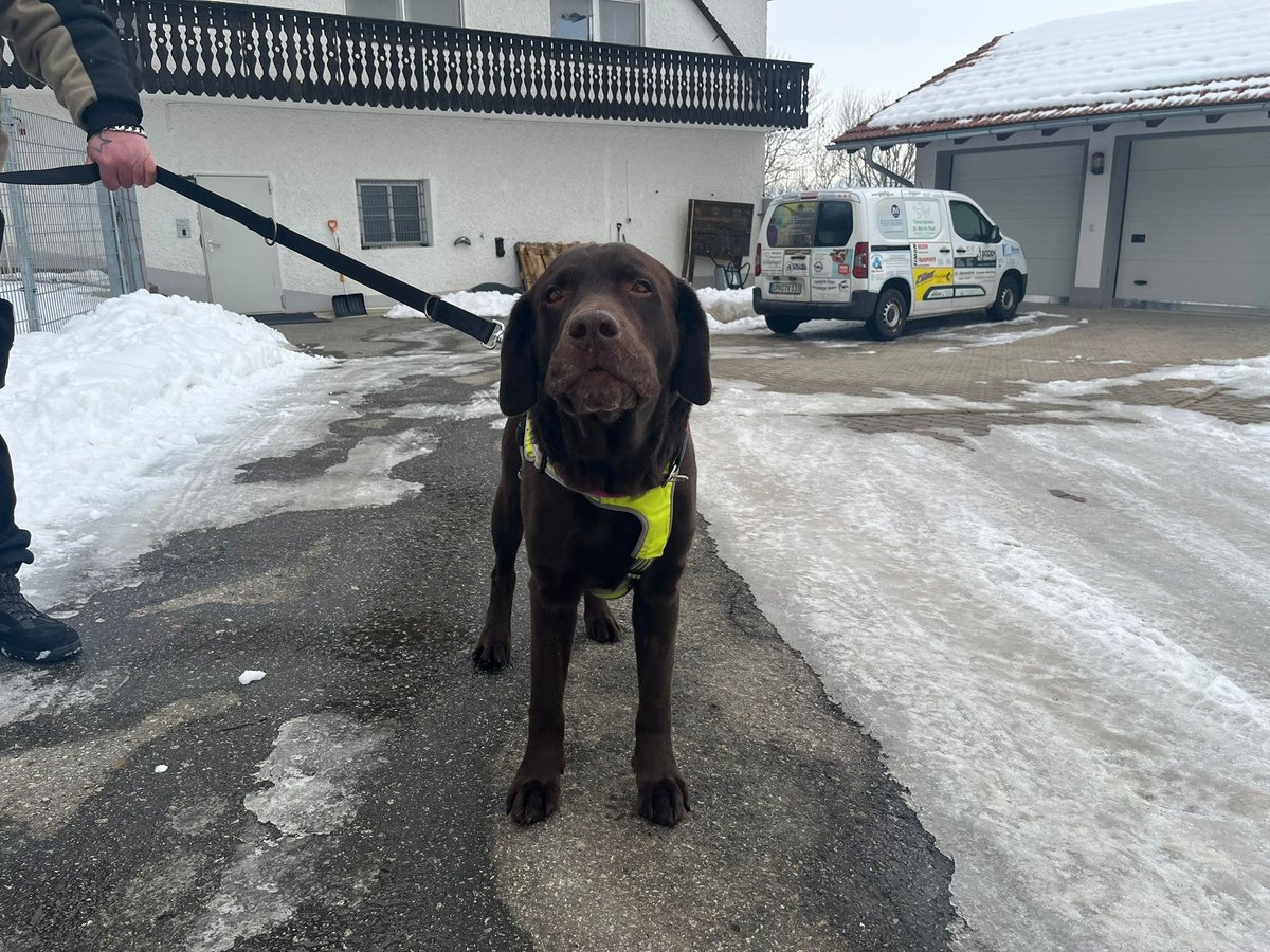 Dringend zu Hause gesucht
Kopie Tierheim Wollaberg
Falkensteiner Str. 21
94118 Jandelsbrunn
Tel: 08581/96160
ZUHAUSE GESUCHT!
Name: Barney und Paula
Rasse: Labrador und Schäferhund-Schnauzer-Mix
Alter: 24.04.2017 und 15.11.2014
Barney und Paula haben leider kürzlich ihr Zuhause