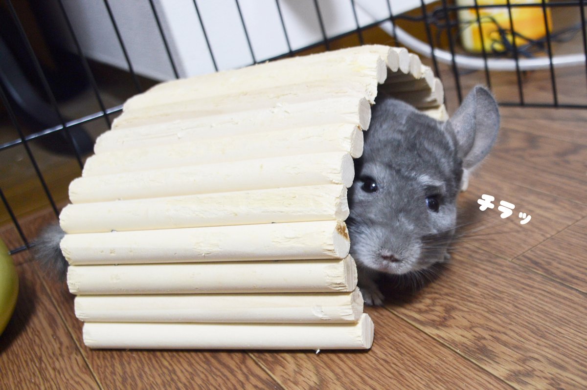 第3回チンチラチラチラ【公式】 (@chinchirachira) / Posts / X