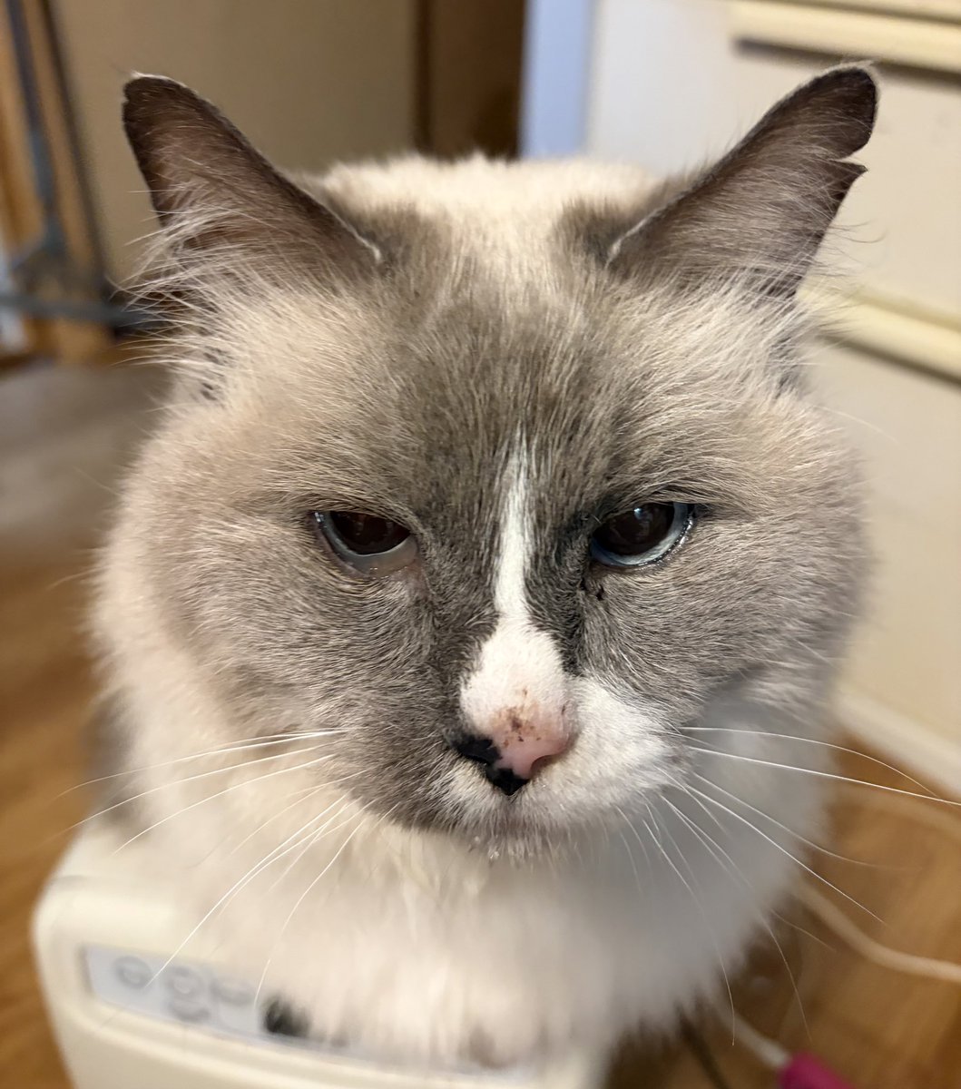 おまめ (@snanezu3) / Posts / X