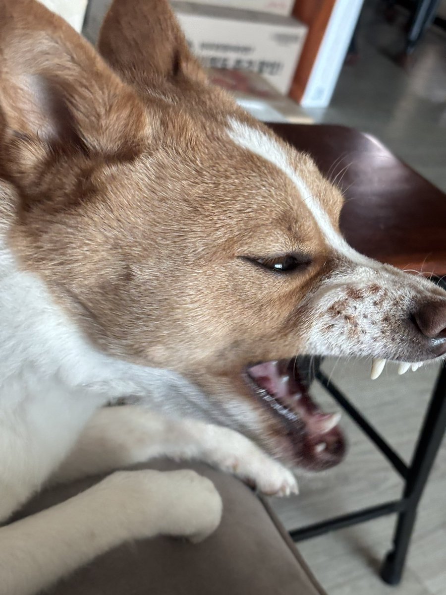 아악 건들지 말라고 언니 미워
하는 앙칼진 동생같음