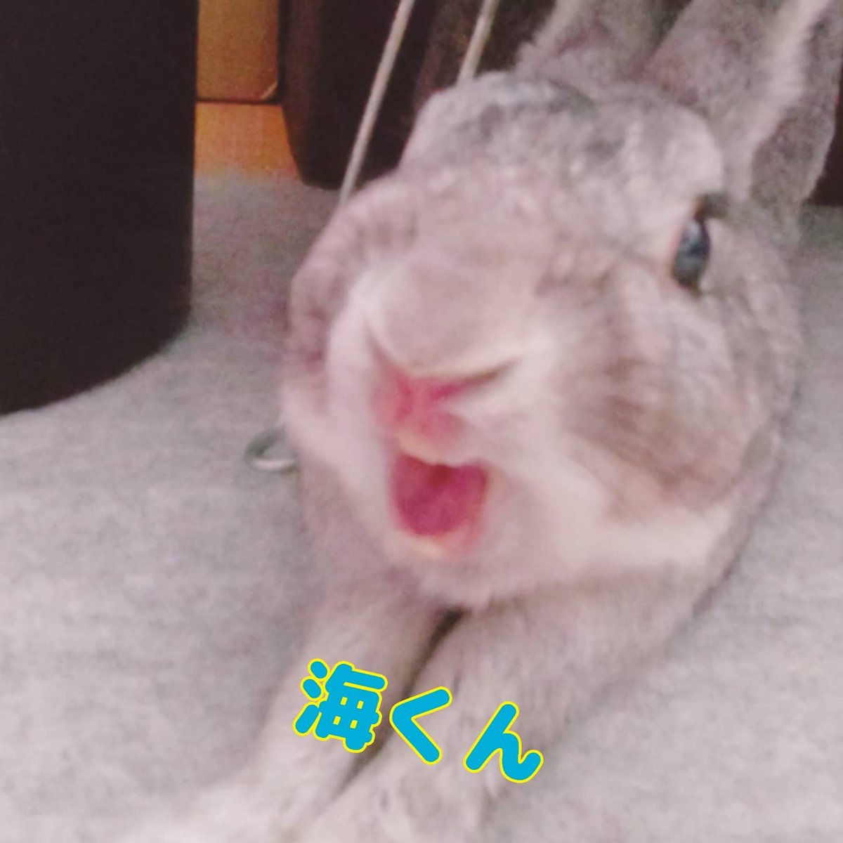 このタグを見たひとはめっちゃかわいいうさぎさん貼って