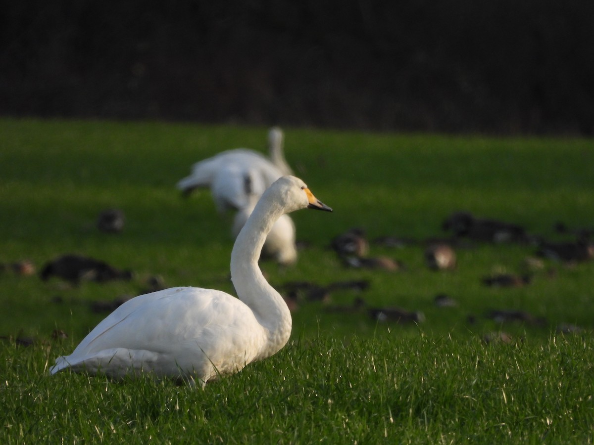 A Whooper Swan has just been confirmed in Snohomish County, Washington (CODE 3) ebird.org/checklist/S298… Photo: robert goff #ABARare #birding