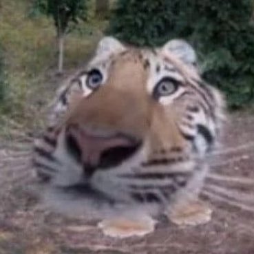 пошук мʼю💓

звати вістерія, живу в японії, люблю скз ейтіз і дженні🙇🏻‍♀️закинула тві і тепер повертаюсь тож летс мʼю😭🍀

смішний хван для уваги‼️