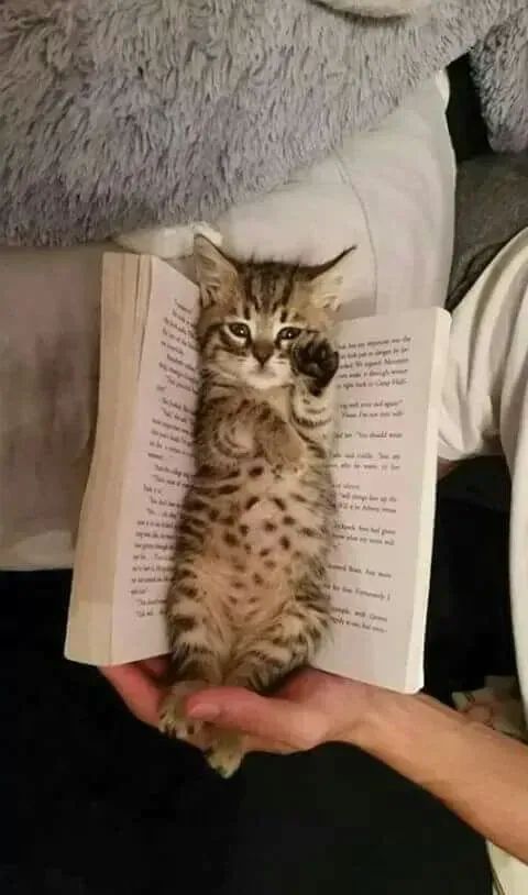 Novelicious tweet media