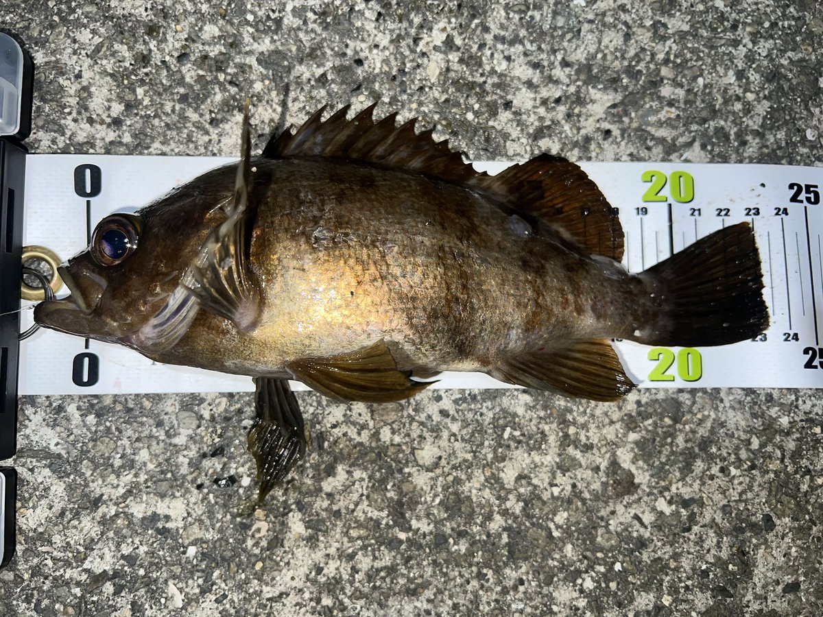 やっと理事会終わった。13時から始めて17:10やで。老害はほんまに周りに迷惑しかかけん。覚えてないならしゃべるな。
昨日のまぐれ当たりメバルさん。全く当たりのない釣りやった。
#高田屋
#八雲
#ボンビー