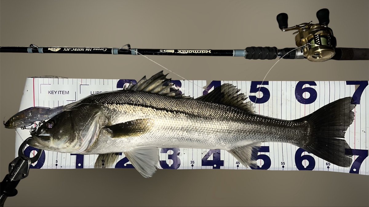 ゆうた tweet media