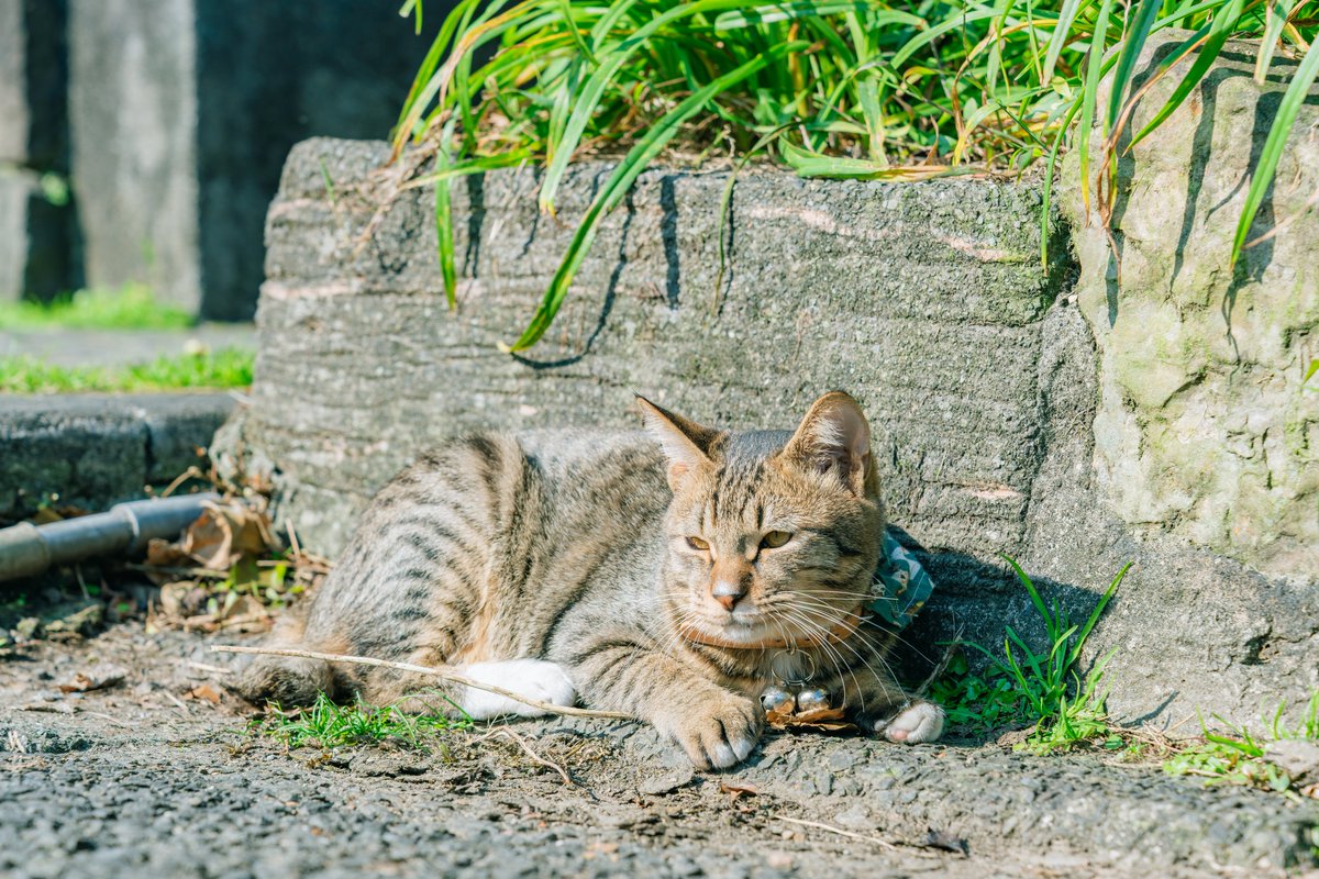 hiroto_camera_y's tweet photo. 猫村猴硐

#写真 #写真好きな人と繋がりたい #カメラ好きな人と繋がりたい #photography #台湾 https://t.co/4VpsUi042m