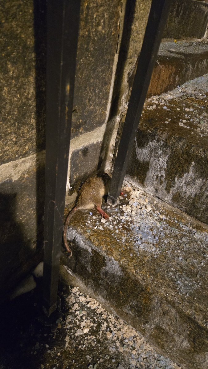 CODICOOO tweet media