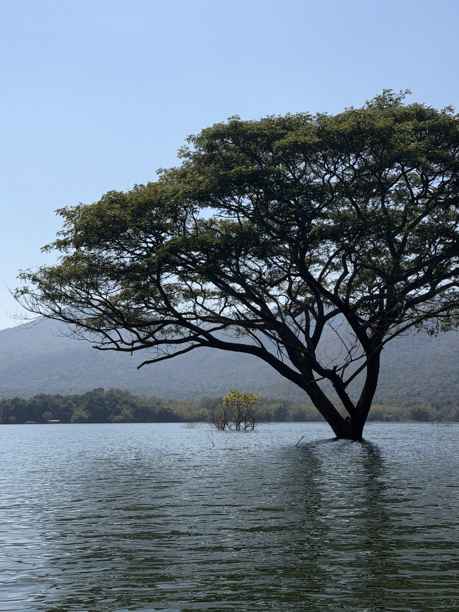 Dekchaikumkom's tweet image. วัดกลางน้ำ จ.ลำพูน ที่ล้อมรอมด้วยต้นฉำฉา นั่งเรือ 10 นาที ตรงแพที่เดียวกับไปโรงเรียนเรือนแพ หนังเรื่องคิดถึงวิทยา วัดของจริงสวยมาก น่าขนลุก แถมยังมีต้มฉำฉากลางน้ำอีกด้วย 

📍วัดบ้านเก่า วัดกลางแม่น้ำปิง , อุทานแห่งชาติแม่ปิง จ.ลำพูน