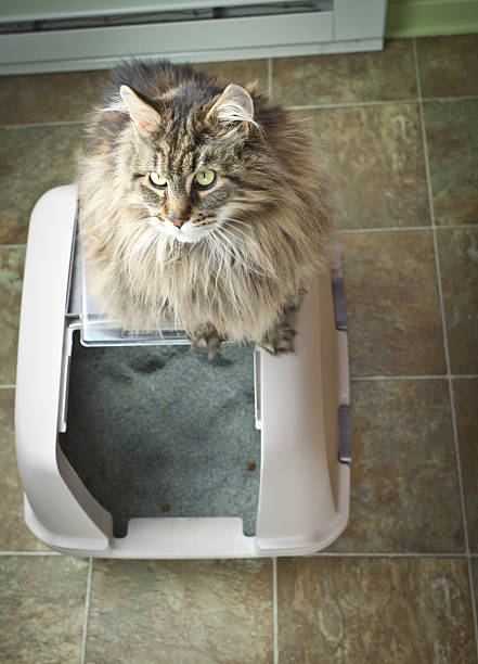 nexuspets's tweet photo. Big cats need big space. I rounded up the best automatic litter boxes for large cats that actually fit and work.
๐ https://t.co/6Zz1kYgtuv
#largecats #automaticlitterbox #catowners #petcare https://t.co/w7ESiu4wgg