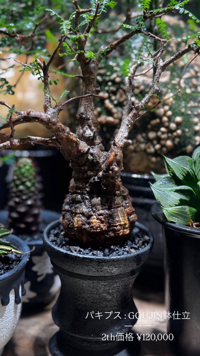 本日より店頭植物2th特別価格ですʕ´•ᴥ•`ʔ パキプス、アガベ