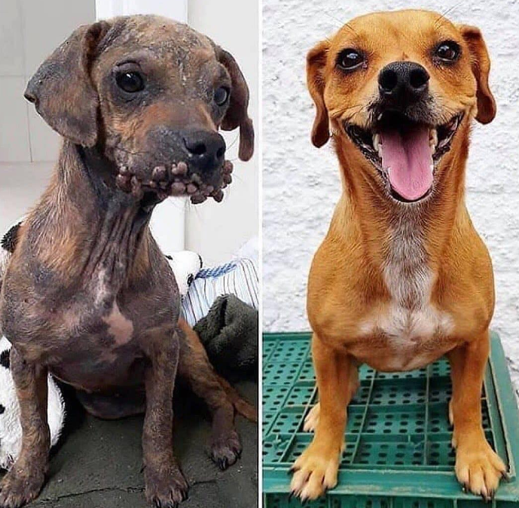 TweeetsOfDogs's tweet photo. Thanks for rescuing ❤️🙏🏻

But so far nobody has liked my picture 🥺 https://t.co/a5uxjOLFQt