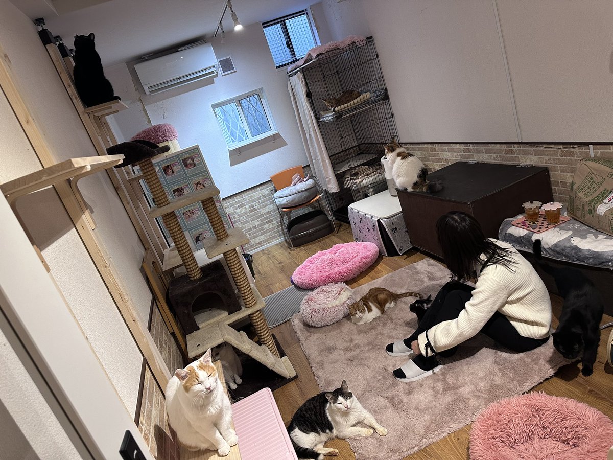 合間に猫カフェはいかが？🐈🐾 #大阪カフェ #大阪ランチ #猫のいる
