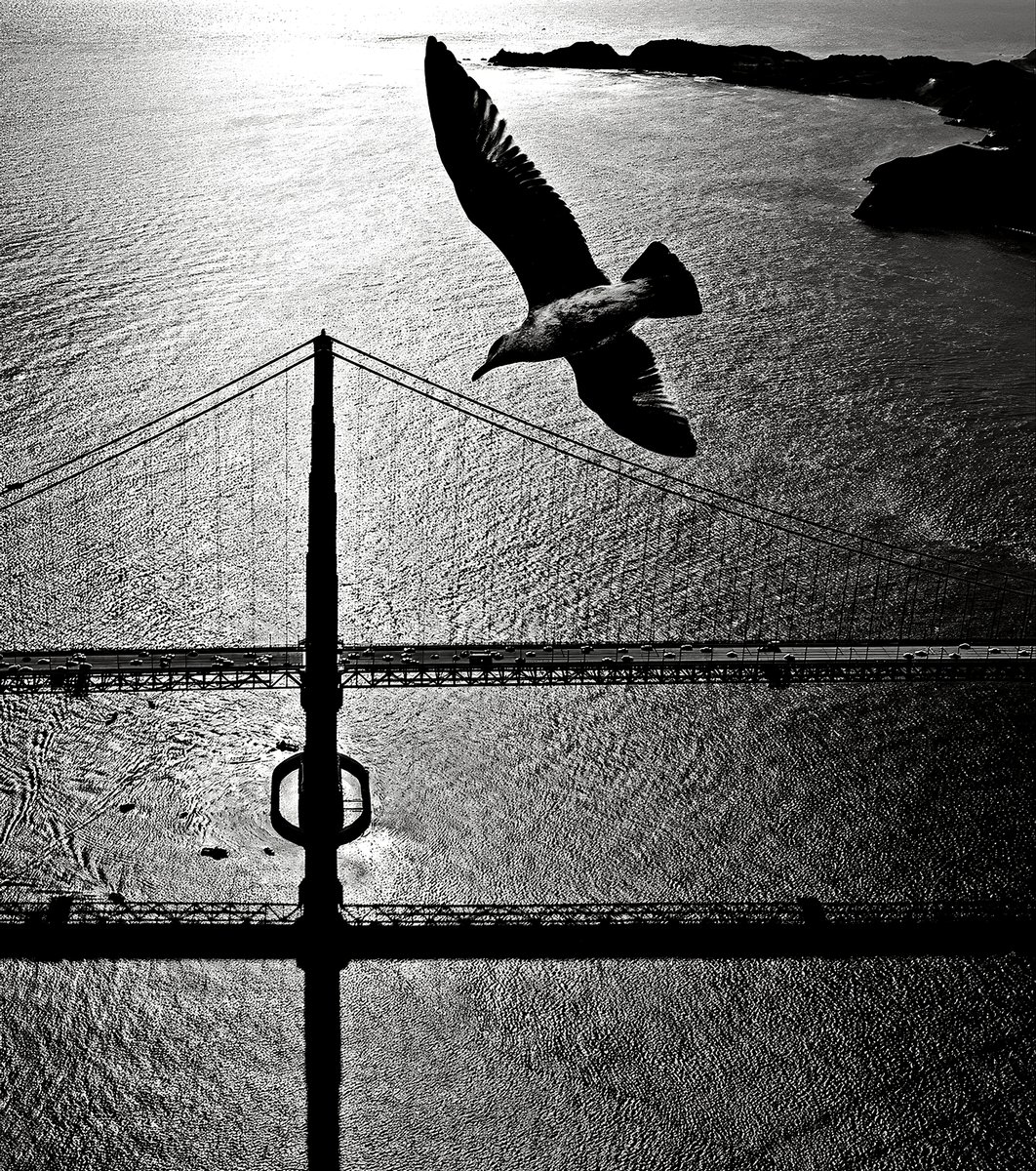 Fred Lyon - Seagull over Golden Gate Bridge - 1950's