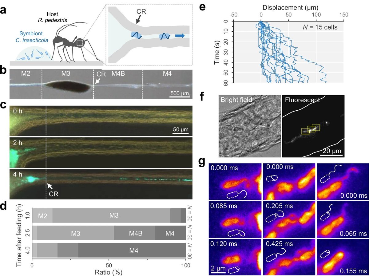 中根 大介 氏の<a href="/NatureComms/">Nature Communications</a> #OA #論文 の舞台裏：
極小の細菌が自らを「トンネル掘削機」へと作り変える仕組み
communities.springernature.com/posts/flagella…

Bacteria break through one-micrometer-square passages by flagellar wrapping
nature.com/articles/s4146…
#オープンアクセス
<a href="/uectokyo/">電気通信大学</a>