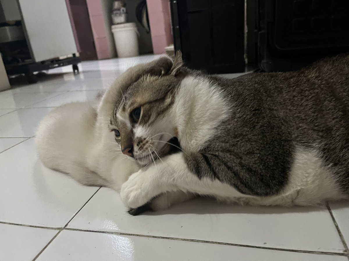 uma : “akan aku geprek kamu wahai pookie”