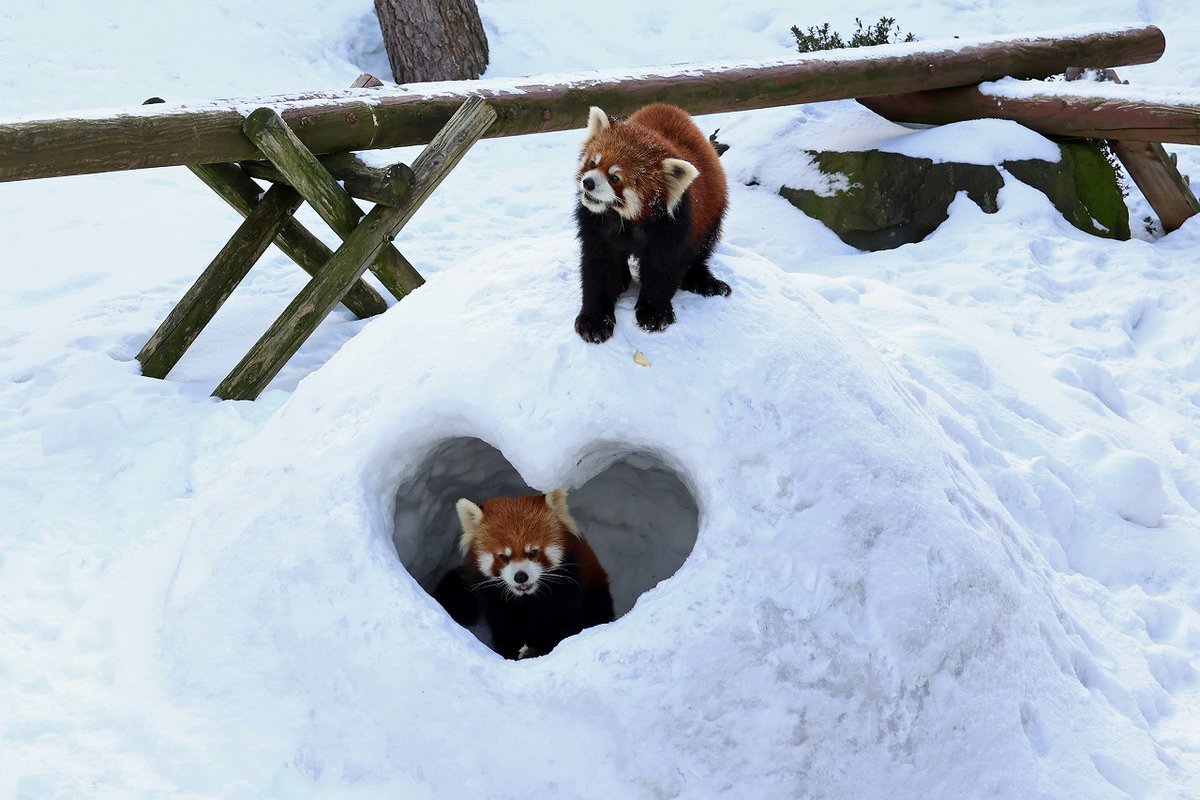 omoriyama_zoo's tweet image. 【レッサーパンダとかまくら】
今年も展示場に飼育員力作の #かまくら が登場！
すっぽりおさまっています💓

#ひなた
#円実 (まるみ)
#令花 (レイファ)