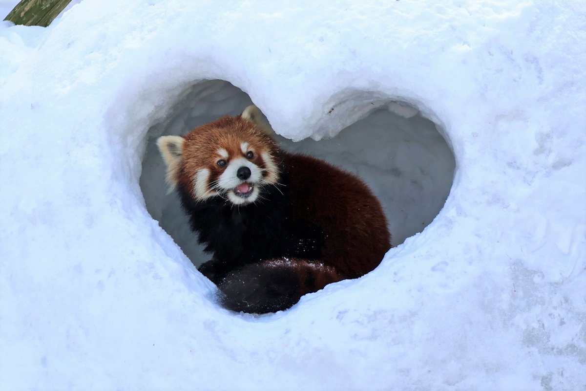 omoriyama_zoo's tweet image. 【レッサーパンダとかまくら】
今年も展示場に飼育員力作の #かまくら が登場！
すっぽりおさまっています💓

#ひなた
#円実 (まるみ)
#令花 (レイファ)