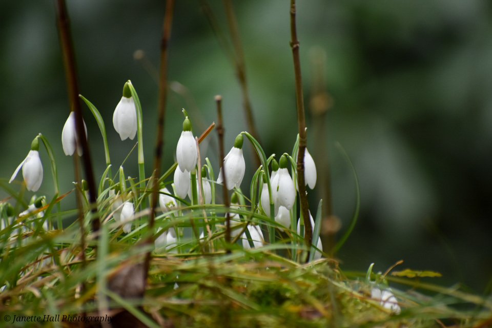 JanetteHall's tweet photo. Snowdrops 🤍 Bank Hall, Bretherton
#bankhall #snowdrops #colours #nature #NaturePhotography #NatureBeauty #naturelovers #green #white #plants #petals #frost #cold #flowers #flower #FlowerPower #FlowerHour #signofspring https://t.co/UqzQqq1qLk