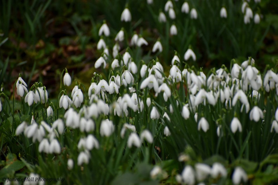 JanetteHall's tweet photo. Snowdrops 🤍 Bank Hall, Bretherton
#bankhall #snowdrops #colours #nature #NaturePhotography #NatureBeauty #naturelovers #green #white #plants #petals #frost #cold #flowers #flower #FlowerPower #FlowerHour #signofspring https://t.co/UqzQqq1qLk