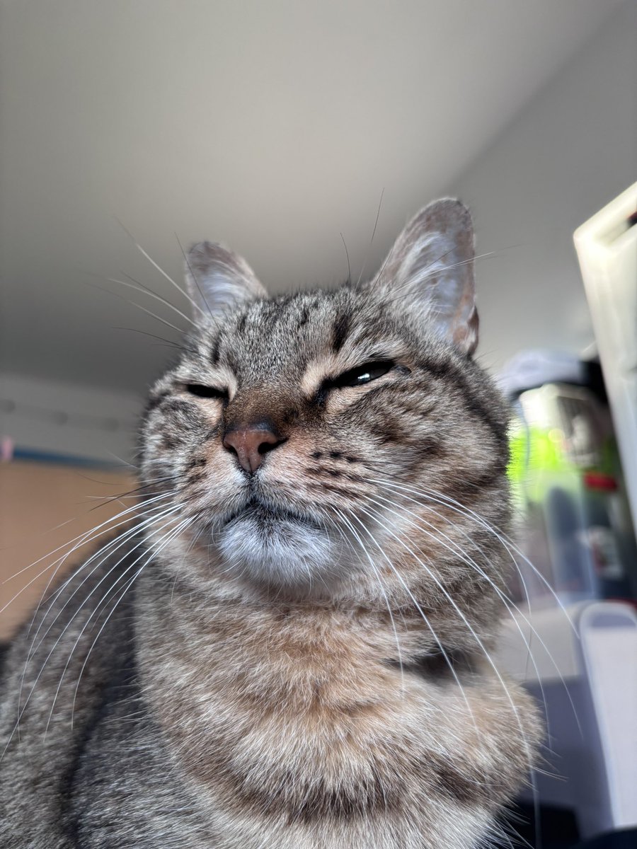 Tacos le chat tweet media