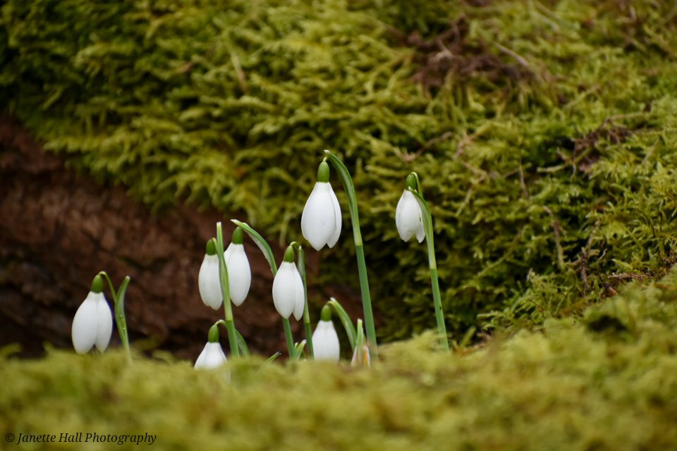 JanetteHall's tweet photo. Snowdrops 🤍 Bank Hall, Bretherton
#bankhall #snowdrops #colours #nature #NaturePhotography #NatureBeauty #naturelovers #green #white #plants #petals #frost #cold #flowers #flower #FlowerPower #FlowerHour #signofspring https://t.co/TjwHJYr3on