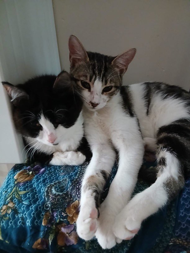 4-5 aylık güzel kız ömürlük yuvasını arıyor 🚨 

Evde büyüdü.
Bakan kişinin sorumluluğunda çok kedi olduğu için YUVA ARIYORUZ.
Onu hiç terk etmeyecek, zamanı geldiğinde kısırlaştıracak, sevgi dolu sıcak yuvası olur musunuz?

Ümraniye/İstanbul
0 546 726 6616

<a href="/ozlemeyin/">Özlem 🐾</a>