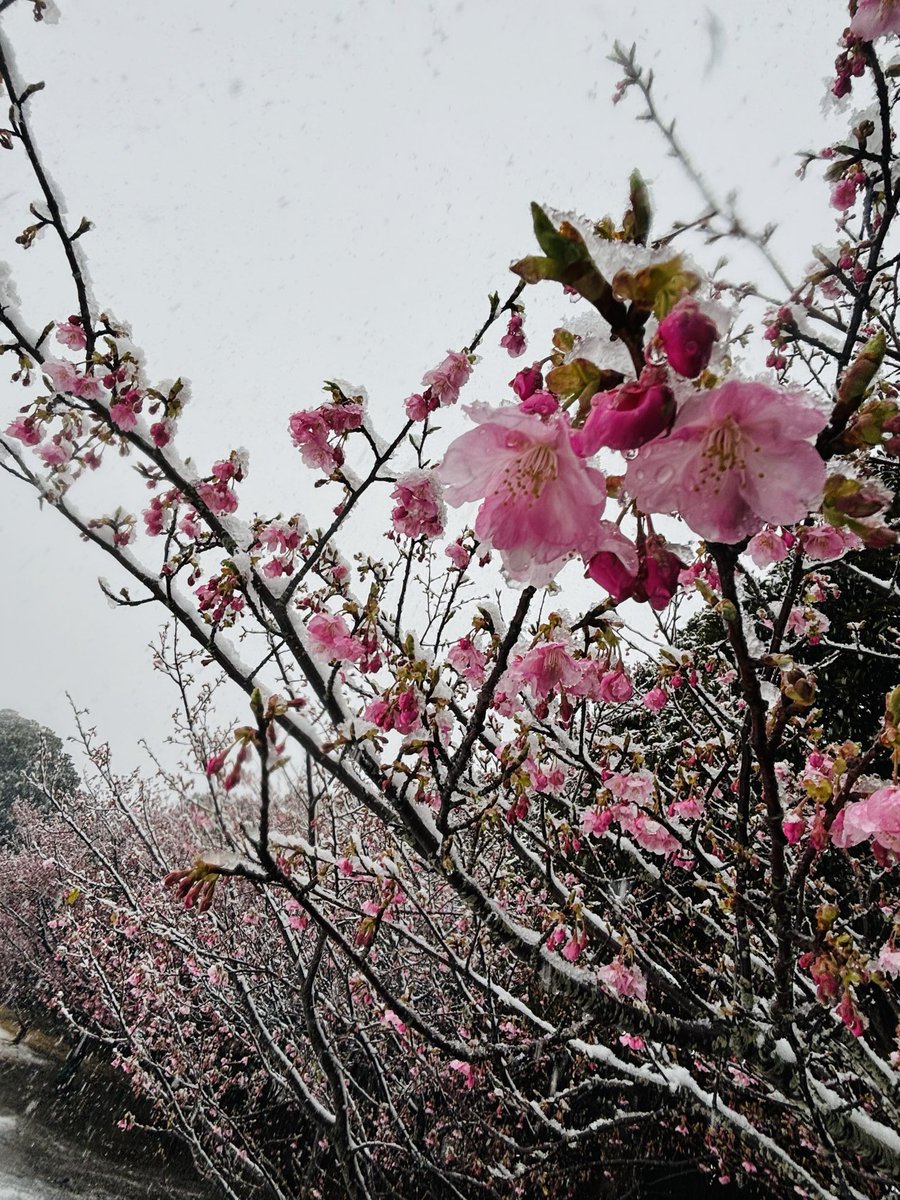 銚子でも珍しく積雪となっています。
（2026.2.7 15:35頃撮影）
#地球の丸く見える丘ふれあい広場 #河津桜 #キャベツ畑